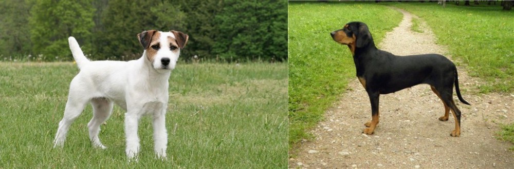 Latvian Hound vs Jack Russell Terrier - Breed Comparison