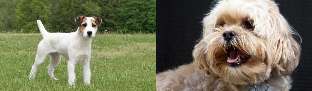 Lhasapoo vs Jack Russell Terrier - Breed Comparison