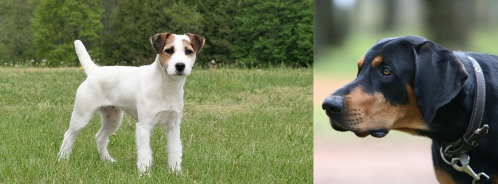 Lithuanian Hound vs Jack Russell Terrier - Breed Comparison