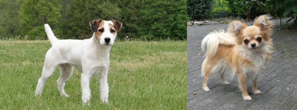 Long Haired Chihuahua vs Jack Russell Terrier - Breed Comparison