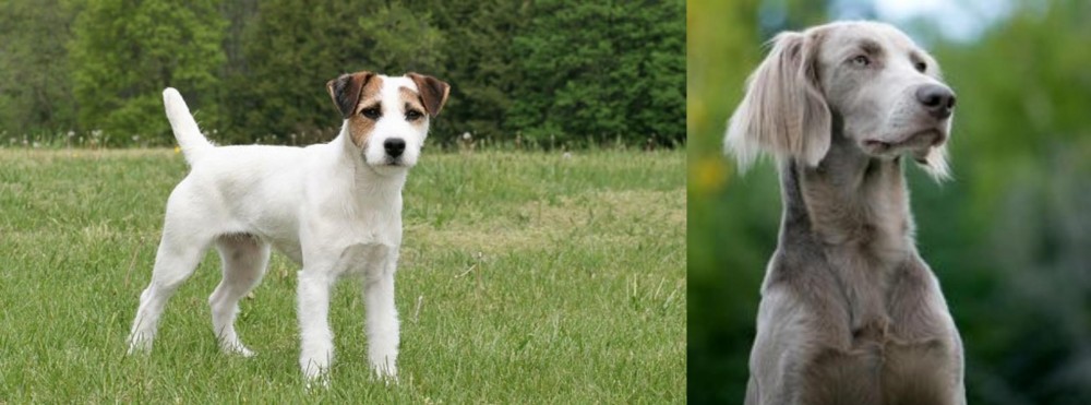 Longhaired Weimaraner vs Jack Russell Terrier - Breed Comparison