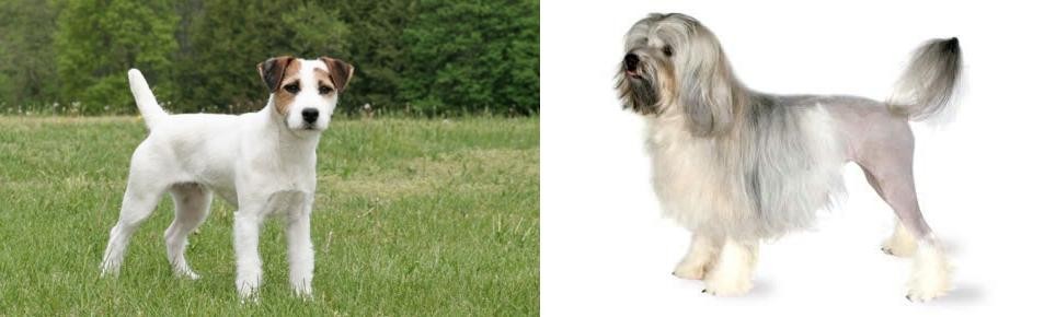 Lowchen vs Jack Russell Terrier - Breed Comparison