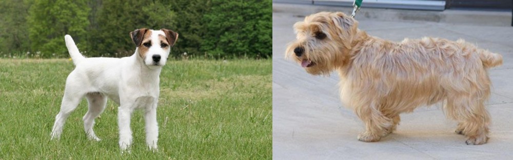 Lucas Terrier vs Jack Russell Terrier - Breed Comparison