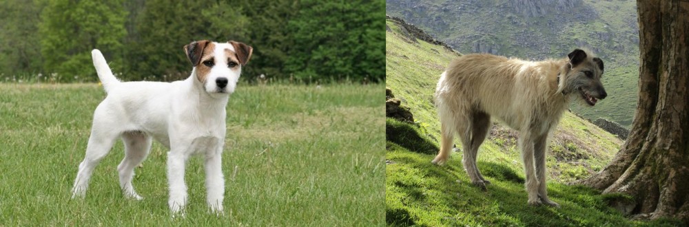 Lurcher vs Jack Russell Terrier - Breed Comparison