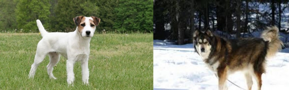 Mackenzie River Husky vs Jack Russell Terrier - Breed Comparison