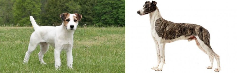 Magyar Agar vs Jack Russell Terrier - Breed Comparison