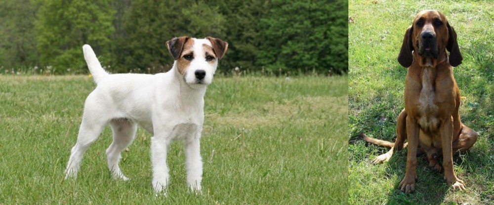 Majestic Tree Hound vs Jack Russell Terrier - Breed Comparison
