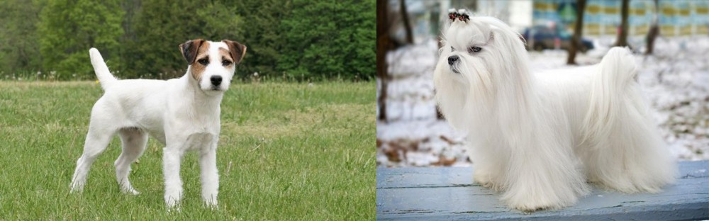 Maltese vs Jack Russell Terrier - Breed Comparison