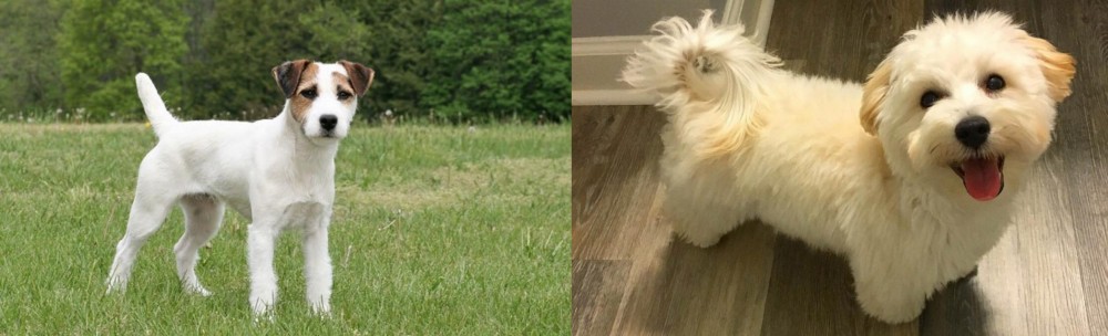 Maltipoo vs Jack Russell Terrier - Breed Comparison