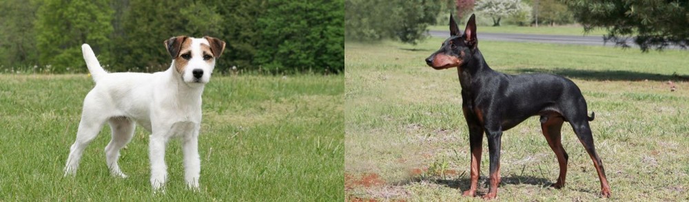 Manchester Terrier vs Jack Russell Terrier - Breed Comparison