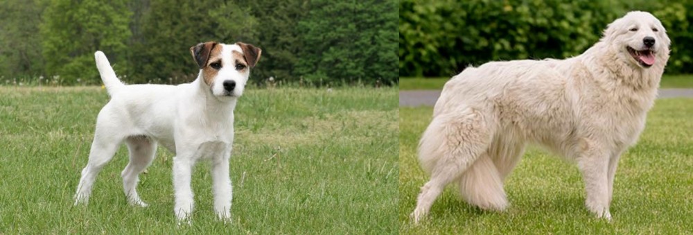 Maremma Sheepdog vs Jack Russell Terrier - Breed Comparison