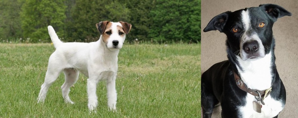 McNab vs Jack Russell Terrier - Breed Comparison