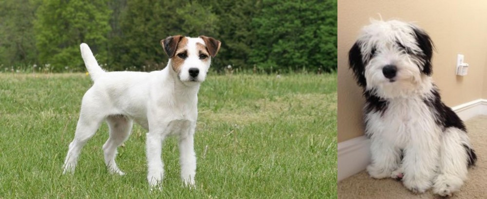 Mini Sheepadoodles vs Jack Russell Terrier - Breed Comparison
