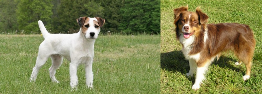 Miniature Australian Shepherd vs Jack Russell Terrier - Breed Comparison