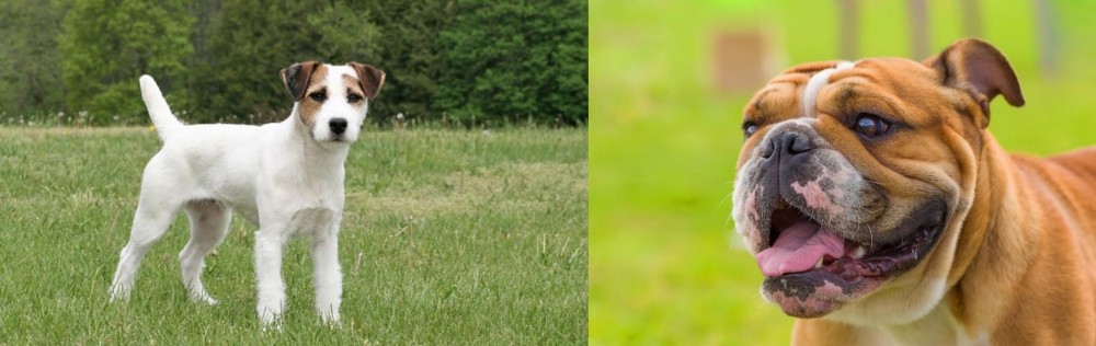 Miniature English Bulldog vs Jack Russell Terrier - Breed Comparison