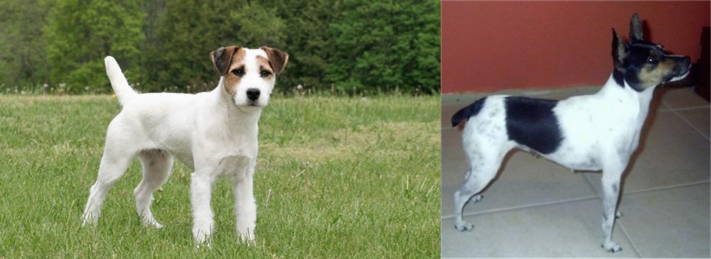 Miniature Fox Terrier vs Jack Russell Terrier - Breed Comparison