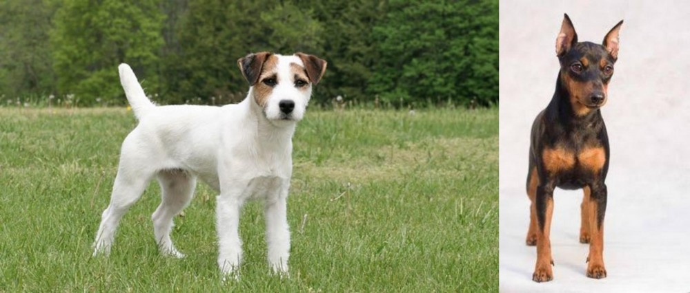 Miniature Pinscher vs Jack Russell Terrier - Breed Comparison