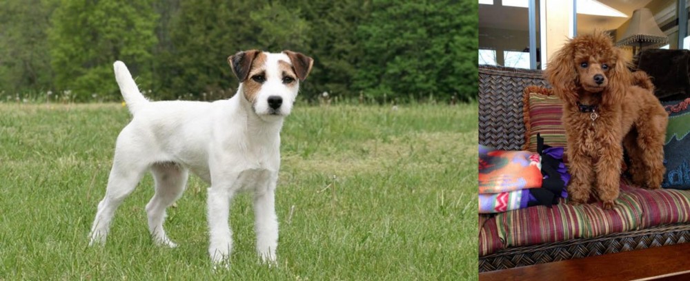 Miniature Poodle vs Jack Russell Terrier - Breed Comparison