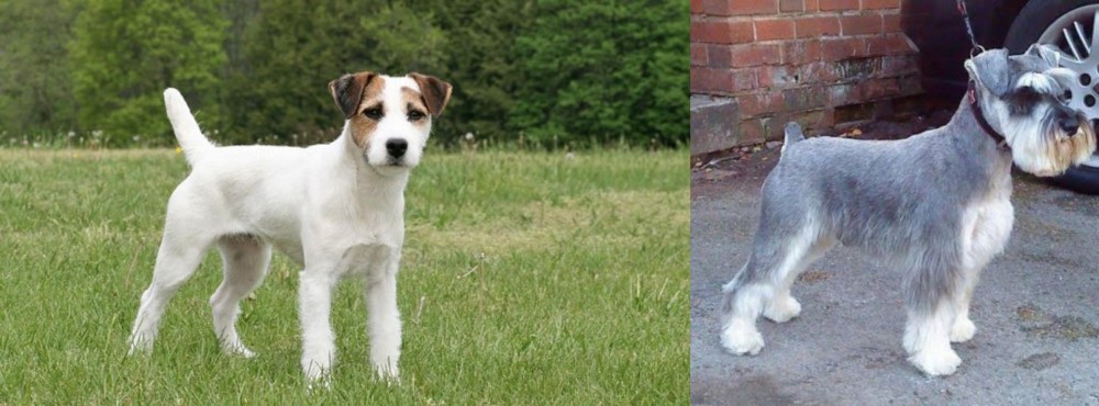Miniature Schnauzer vs Jack Russell Terrier - Breed Comparison