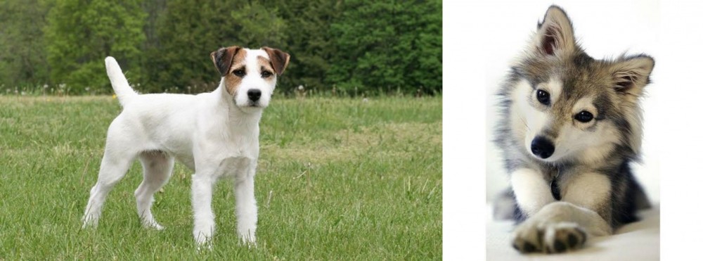 Miniature Siberian Husky vs Jack Russell Terrier - Breed Comparison