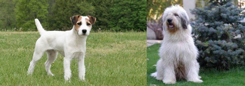 Mioritic Sheepdog vs Jack Russell Terrier - Breed Comparison
