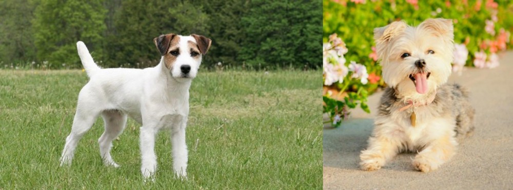 Morkie vs Jack Russell Terrier - Breed Comparison