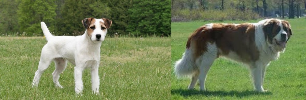 Moscow Watchdog vs Jack Russell Terrier - Breed Comparison
