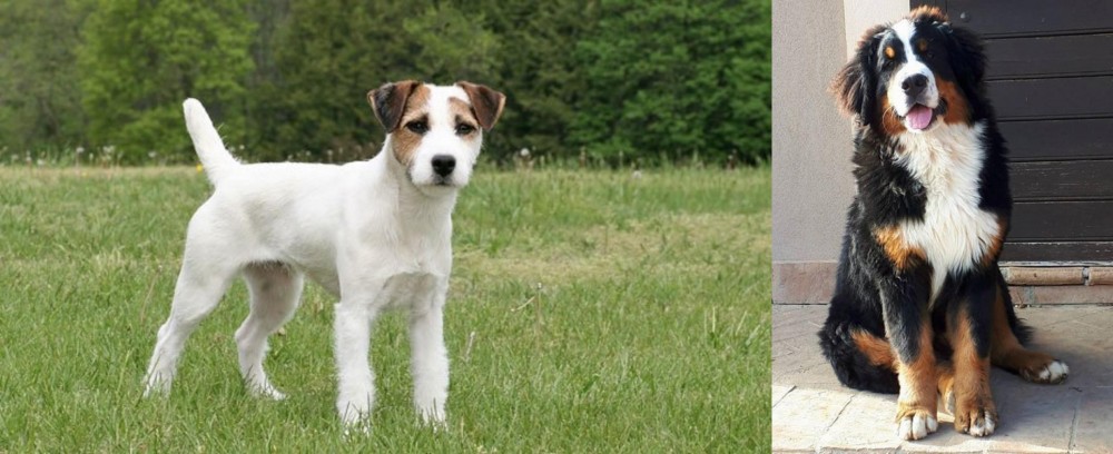 Mountain Burmese vs Jack Russell Terrier - Breed Comparison