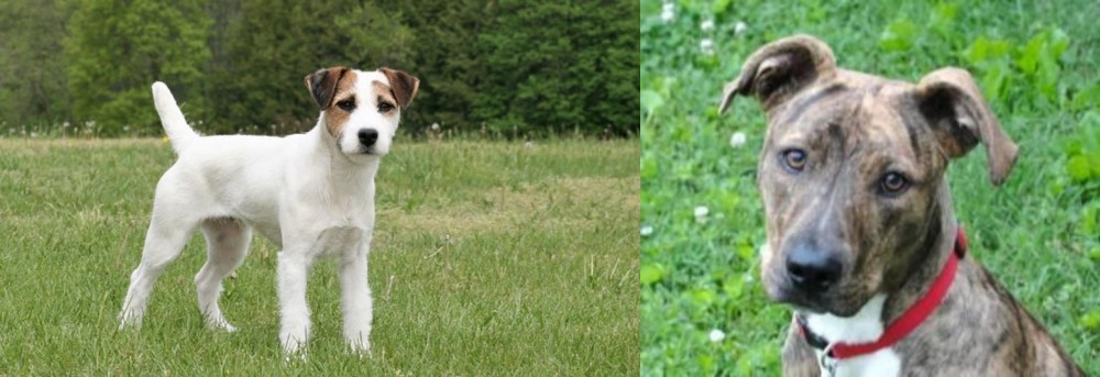 Mountain Cur vs Jack Russell Terrier - Breed Comparison