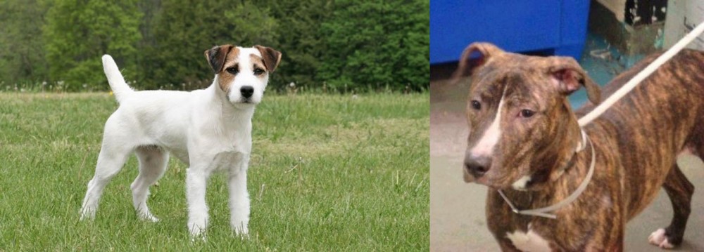 Mountain View Cur vs Jack Russell Terrier - Breed Comparison