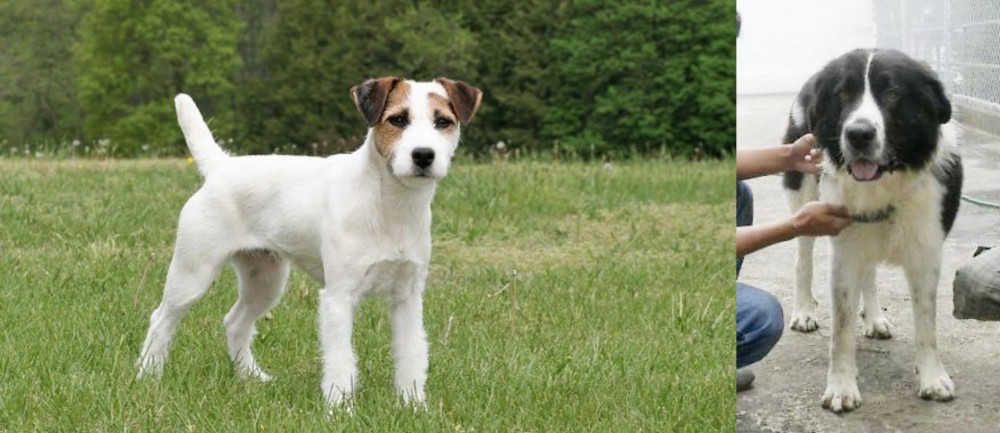 Mucuchies vs Jack Russell Terrier - Breed Comparison