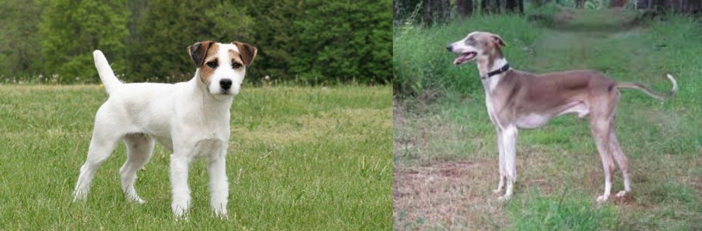 Mudhol Hound vs Jack Russell Terrier - Breed Comparison