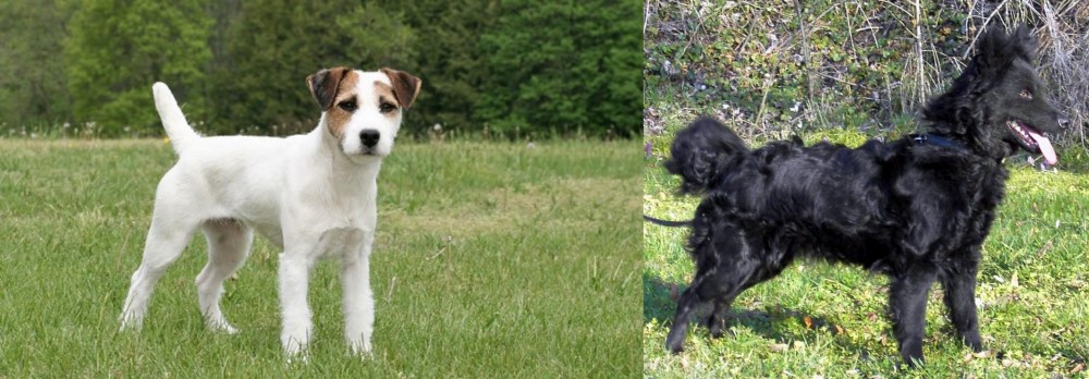 Mudi vs Jack Russell Terrier - Breed Comparison