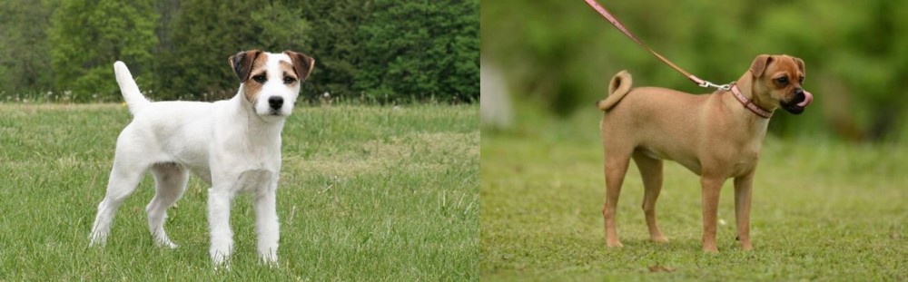 Muggin vs Jack Russell Terrier - Breed Comparison