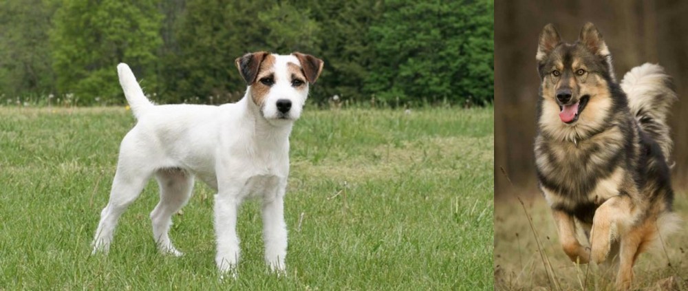 Native American Indian Dog vs Jack Russell Terrier - Breed Comparison