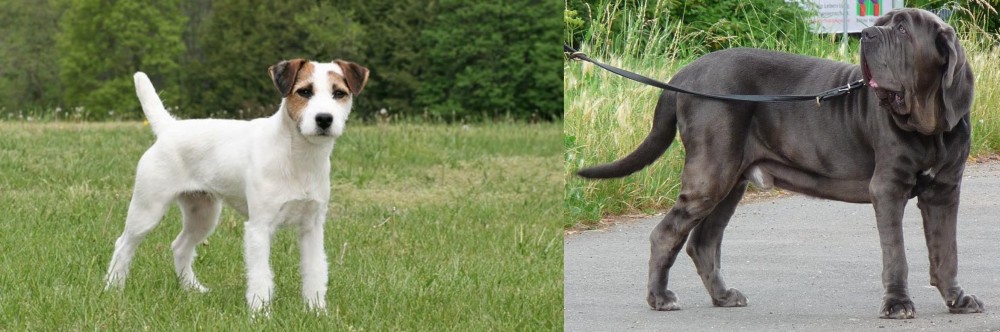 Neapolitan Mastiff vs Jack Russell Terrier - Breed Comparison