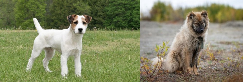 Nenets Herding Laika vs Jack Russell Terrier - Breed Comparison