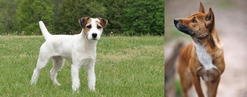 New Guinea Singing Dog vs Jack Russell Terrier - Breed Comparison