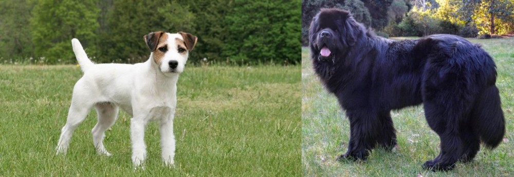 Newfoundland Dog vs Jack Russell Terrier - Breed Comparison