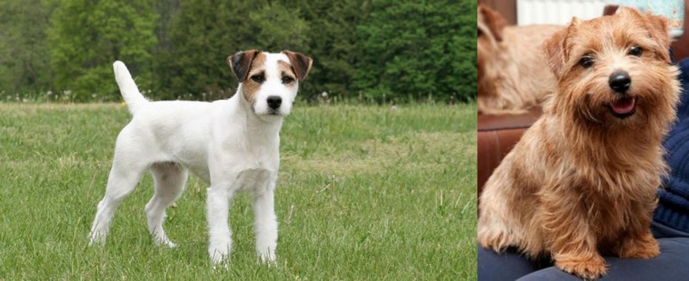 Norfolk Terrier vs Jack Russell Terrier - Breed Comparison