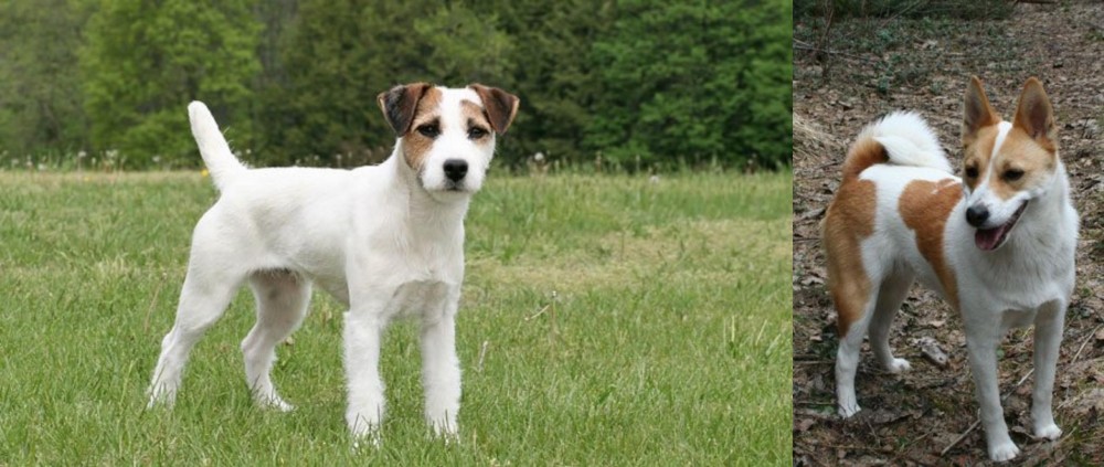 Norrbottenspets vs Jack Russell Terrier - Breed Comparison