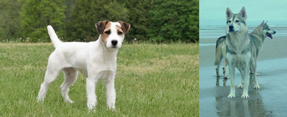 Northern Inuit Dog vs Jack Russell Terrier - Breed Comparison