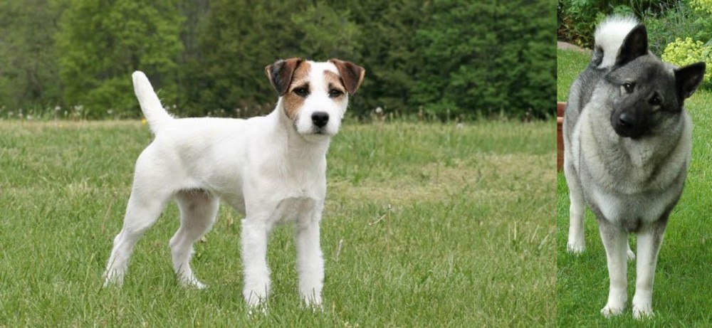 Norwegian Elkhound vs Jack Russell Terrier - Breed Comparison
