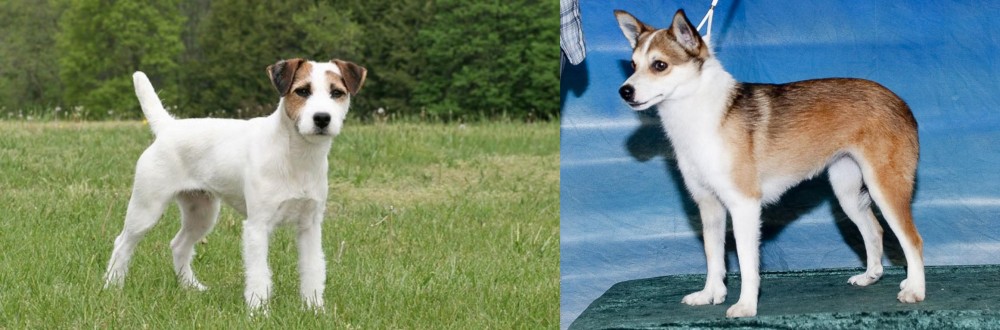 Norwegian Lundehund vs Jack Russell Terrier - Breed Comparison