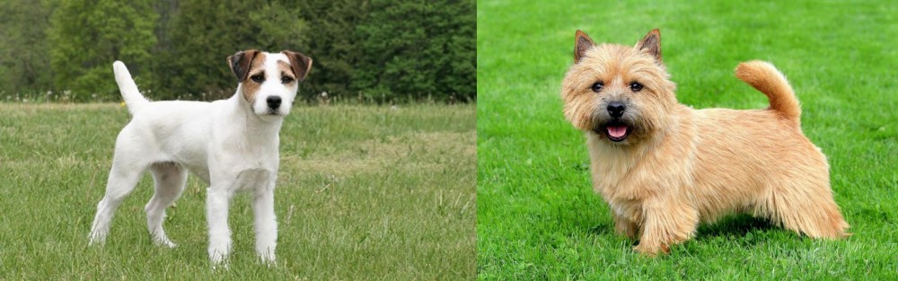 Nova Scotia Duck-Tolling Retriever vs Jack Russell Terrier - Breed Comparison