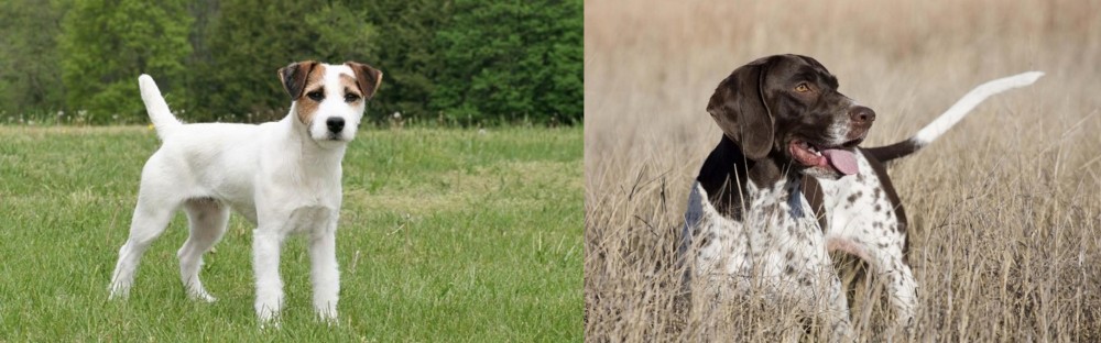 Old Danish Pointer vs Jack Russell Terrier - Breed Comparison