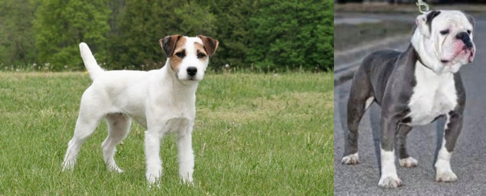 Old English Bulldog vs Jack Russell Terrier - Breed Comparison