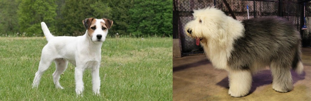 Old English Sheepdog vs Jack Russell Terrier - Breed Comparison