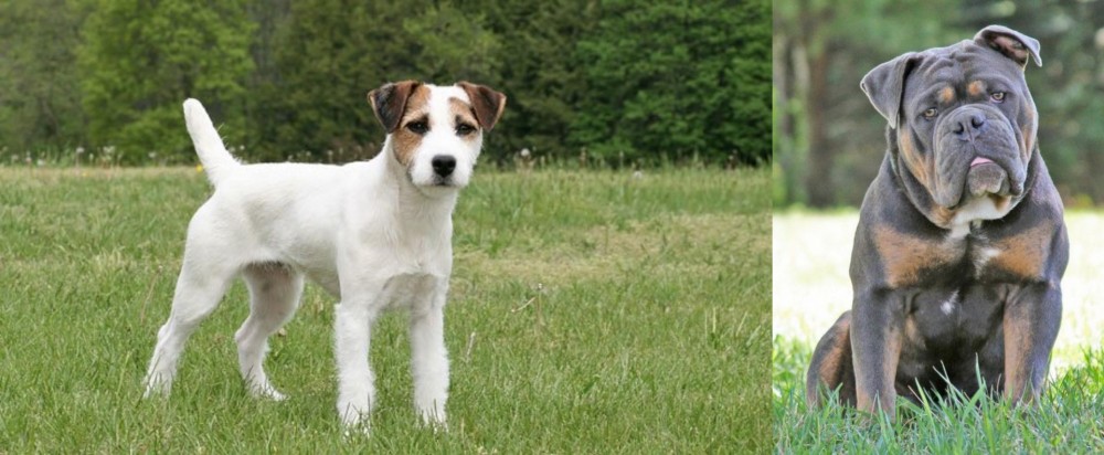 Olde English Bulldogge vs Jack Russell Terrier - Breed Comparison
