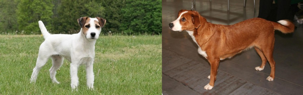 Osterreichischer Kurzhaariger Pinscher vs Jack Russell Terrier - Breed Comparison
